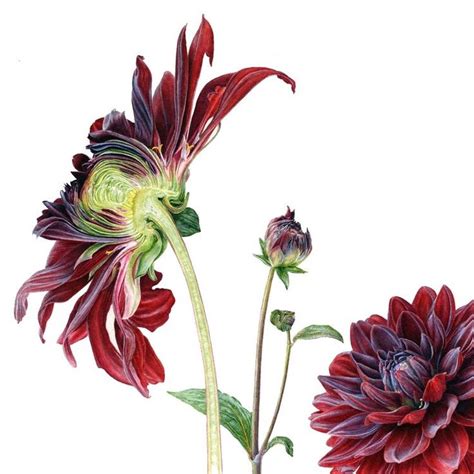 Gallery 2 — Carolyn Jenkins Botanical Artist Botanical Painting Botanical Art Botanical Drawings