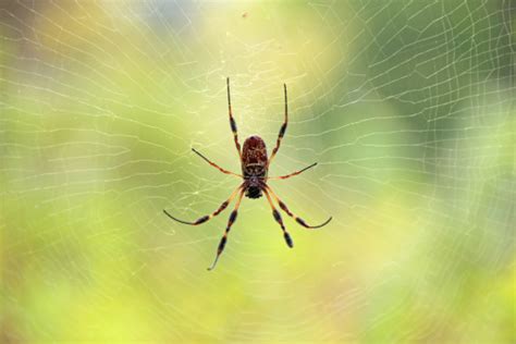 Its Raining Spiders In Australia