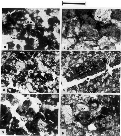 Photomicrographs Of The Thin Sections Plane Polarized Light A