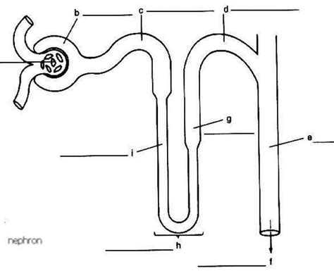 Draw A Nephron And Label Its Parts