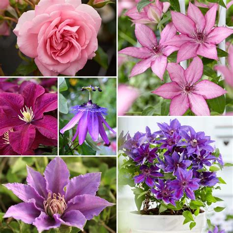 Pink & Purple Climbing Plants Collection – Roots Plants