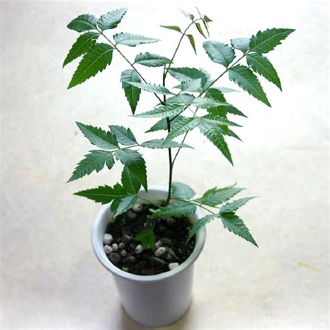 Neem , Azadirachta Indica Plant - Nestreeo.com