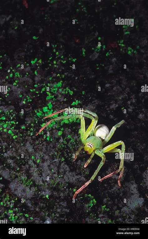 Green Lynx Spider Rajmachi Fort Maharashtra India Stock Photo Alamy