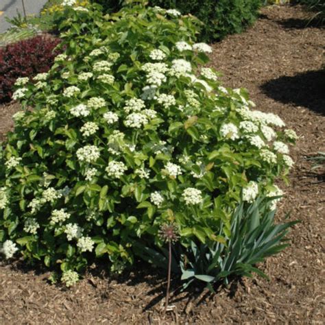 Proven Winners® Blue Muffin® Viburnum 3 Gal Ship My Plants