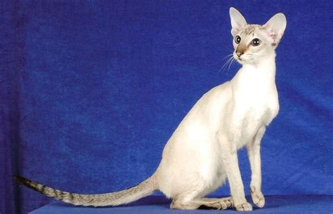 Colorpoint Shorthair At Breed Information Photo Care History