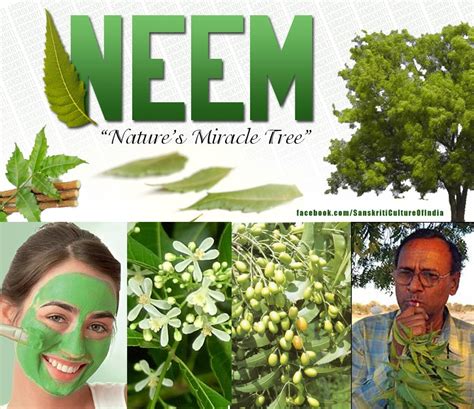 Neem Natures Miracle Tree