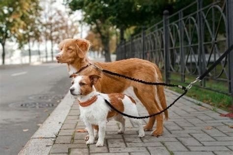 8 Types of Dog Leashes & How to Choose the Best One