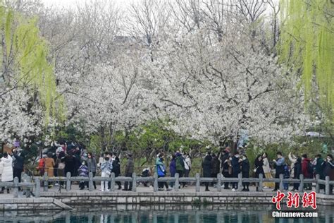 Cherry Blossoms Add Beauty To Scenic Areas Across China手机新浪网