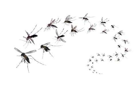 Swarm Insect