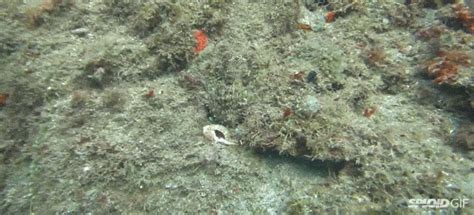 Watch The Unbelievable Camouflage Super Powers Of An Octopus | Gizmodo ...