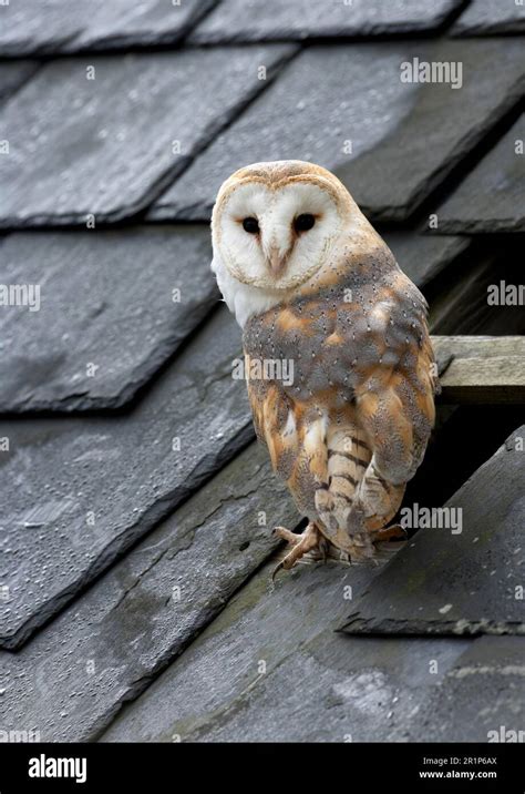 Common Barn Owl Tyto Alba Adult Sitting On A Gap In The Barn Roof