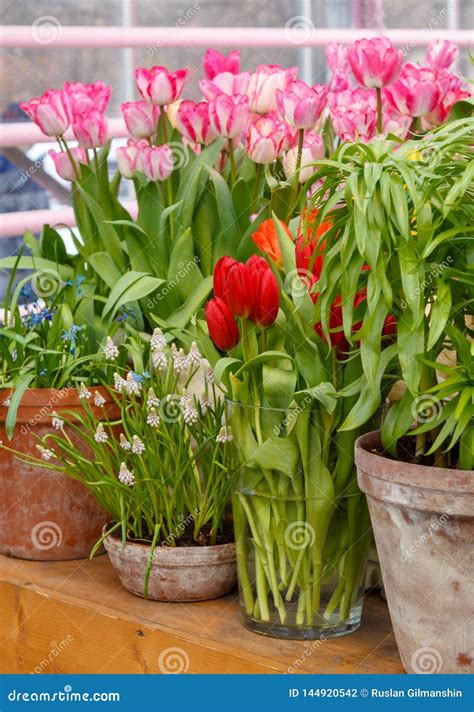 Many Flowers in a Greenhouse. Production and Cultivation Flowers Stock Photo - Image of ...