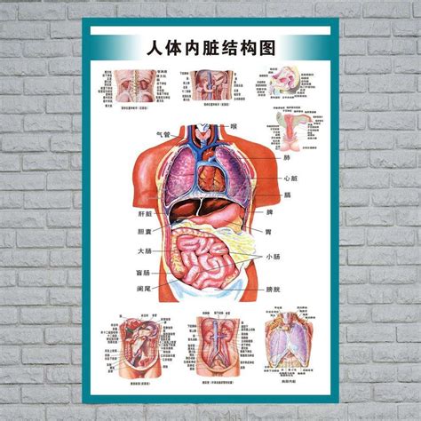 人体图位置示意图 图库 五毛网