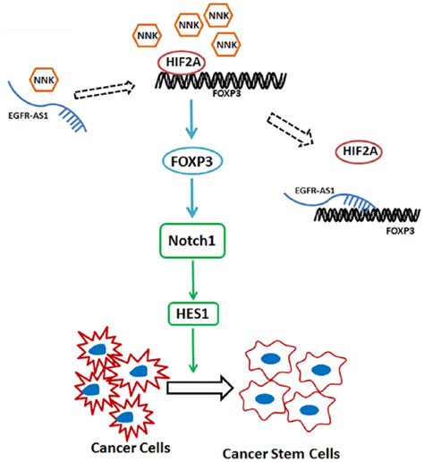 The Potential Mechanism Of FOXP3 Mediated Regulation Of Cancer Cell