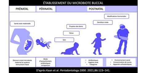 Le Microbiote Buccal Chapitre Cabinet Parodontie Paris