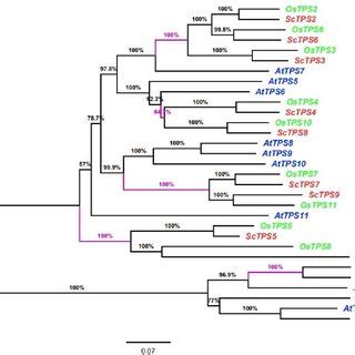 Pairwise Protein Sequence Identity Of ScTPS Proteins ClassI ClassII