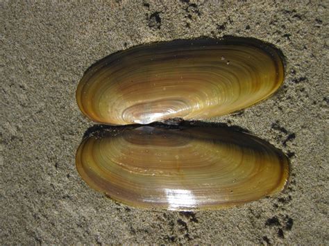 Pacific Razor Clam China Cove Organisms Inaturalist