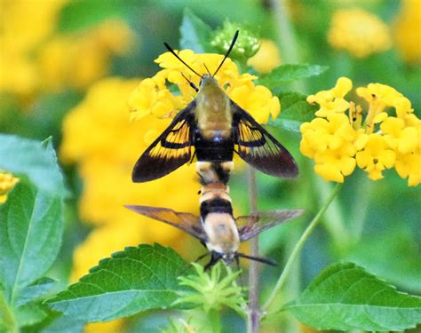 Snowberry Clearwing Mating Project Noah