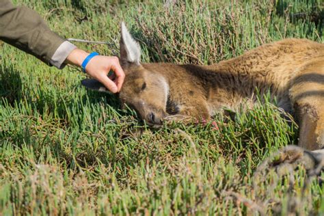 50+ Kangaroo With Baby In Pouch Stock Photos, Pictures & Royalty-Free ...