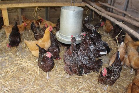 Stop Wasting Feed; Use Hanging Chicken Feeders and Hang 'Em High - Jeanne McDonald