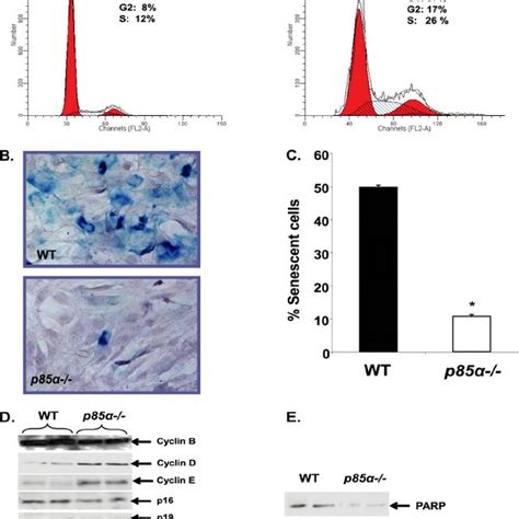 Deregulation Of Cell Cycle And Reduced Numbers Of Senescent Cells In