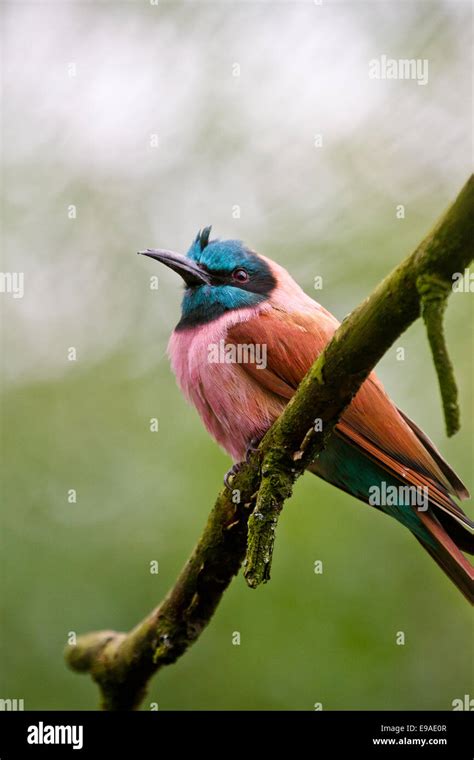 Northern Carmine Bee Eater Merops Nubicus Stock Photo Alamy