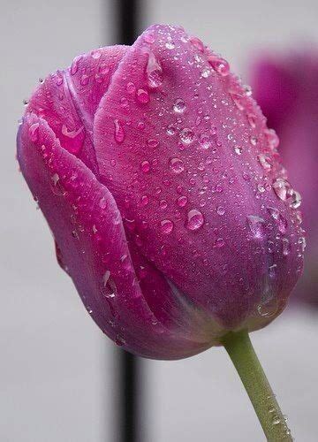 Pin By Ane Castro On Flowers Tulips Beautiful Rose Flowers Morning