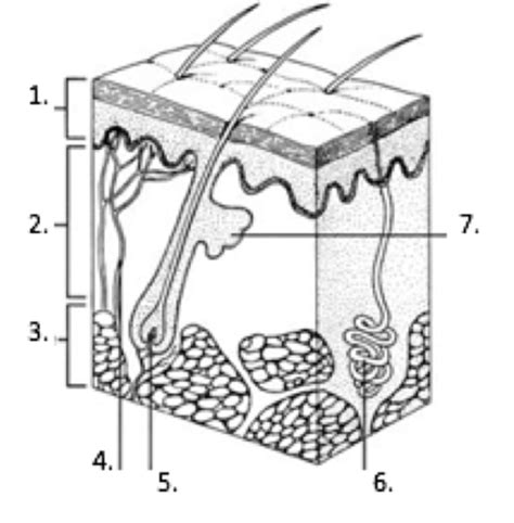 Integumentary System Diagram Flashcards Quizlet