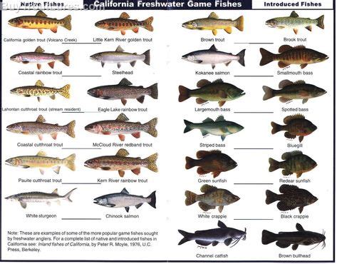 Trout Types Chart