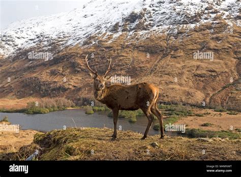 Wild Red Deer Cervus Elaphus Stag In Glen Etive Scotland During The