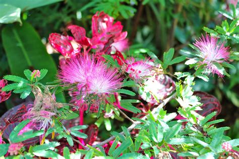 Florez Nursery Calliandra Surinamensis Pink Poodle