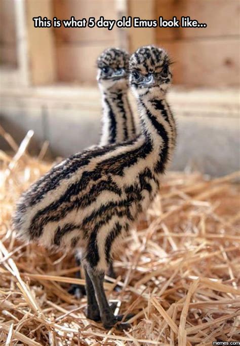 Baby Emus | Memes.com