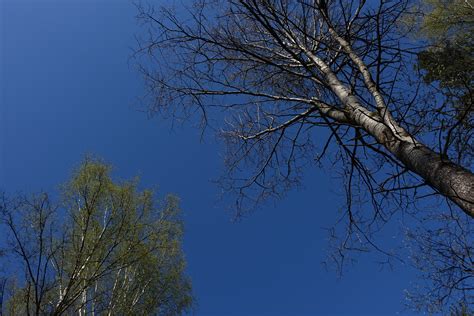 Free Images Tree Nature Forest Branch Winter Cloud Sky