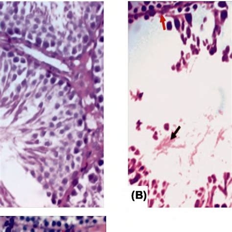 Photomicrograph Of Testicular Tissue Of Rats In The Control Group A