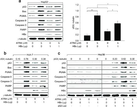 Hbx Suppresses The Potential Of Atra To Activate The P Dependent