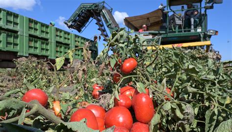 En Italie des tomates transformées dans les champs LE SILLON