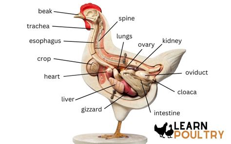 Chicken Anatomy - The Complete Guide - LearnPoultry