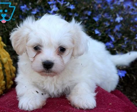 Shichon (Teddy Bear) Puppies For Sale | Puppy Adoption | Keystone Puppies