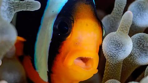 Get to Know About the Amazing Common Clownfish.