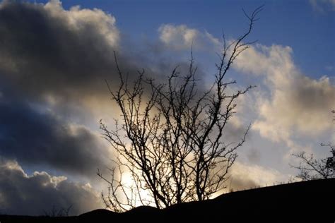 Bildet Landskap Tre Natur Skog Gren Silhouette Vinter Lett