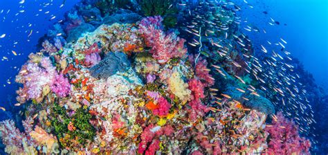 A Biodiversity Hotspot In The Philippines