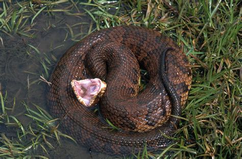 Florida Cottonmouth Photograph by Karl H. Switak - Pixels