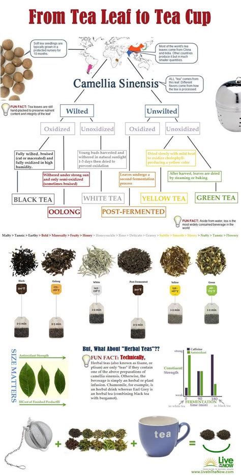 Tea Infographics Tea Facts Tea Infographic Types Of Tea