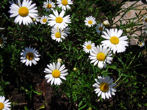 Wild daisies are sweet garden flower for Western New York - Buffalo