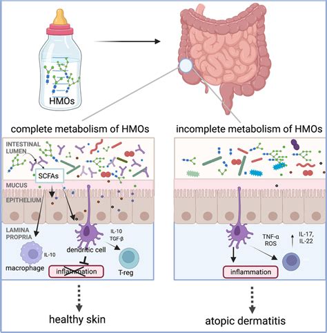 Human Milk Oligosaccharides Hmos Are The Third Most Abundant