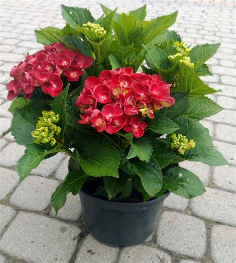 Hortensja Ogrodowa Hot Red Ognista Czerwie C Oficjalne Archiwum Allegro