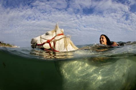 Photos Of Horses Swimming In The Sea Off Cornwall Are Majestic Metro News