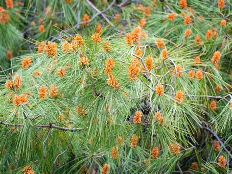 Aleppo Pine Tree Care Learn About Aleppo Pines In The Landscape