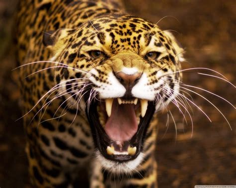 Animals Tiger Closeup Wildlife Big Cats Whiskers Leopard Jaguar