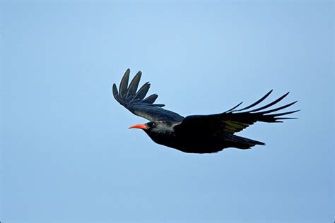 Red-billed Chough (Pyrrhocorax pyrrhocorax) - www.birdwords.co.uk